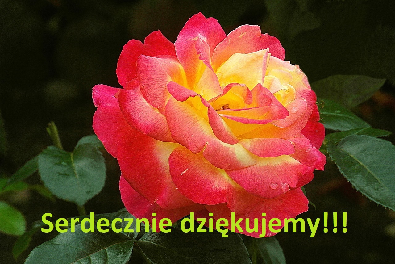 Życzenia dla Maturzystów od Cukierni „Olczak i Syn”